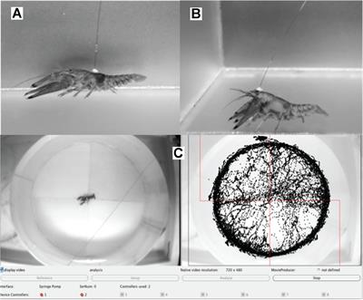 Crayfish Self-Administer Amphetamine in a Spatially Contingent Task